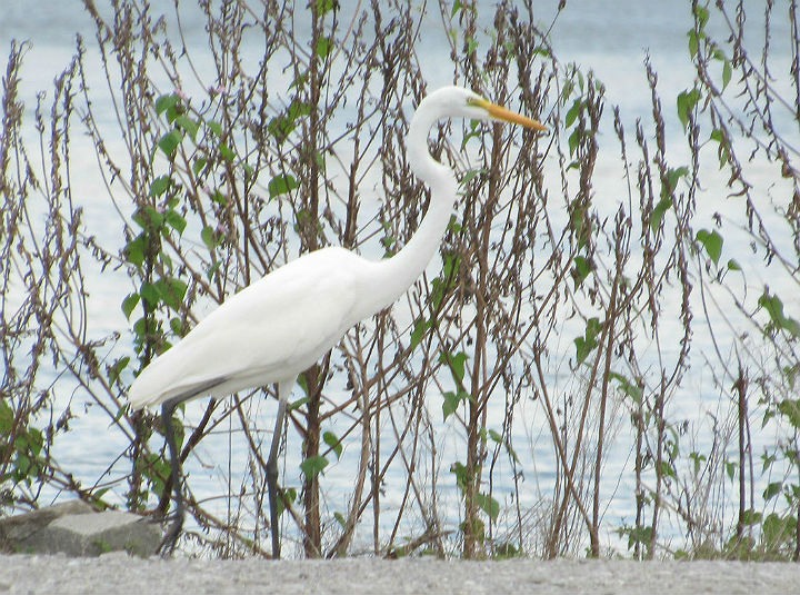 Great Egret